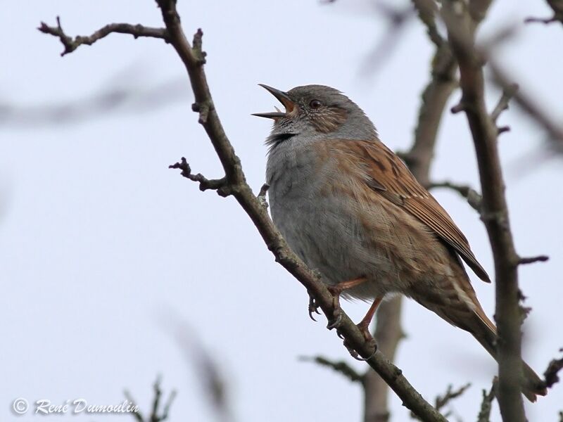 Dunnock male adult, identification, song