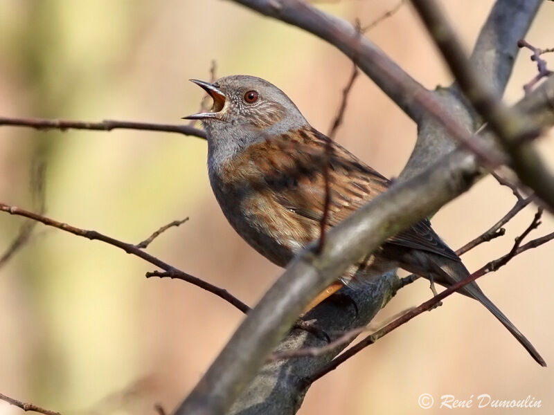 Dunnock male adult, song