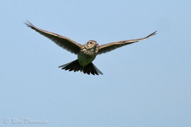 Eurasian Skylark male adult, identification, Flight, courting display