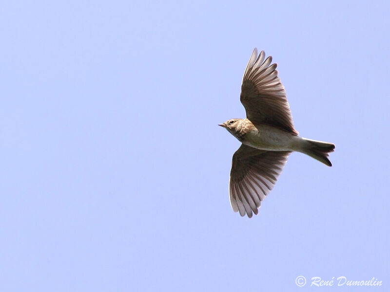 Eurasian Skylarkadult, Flight