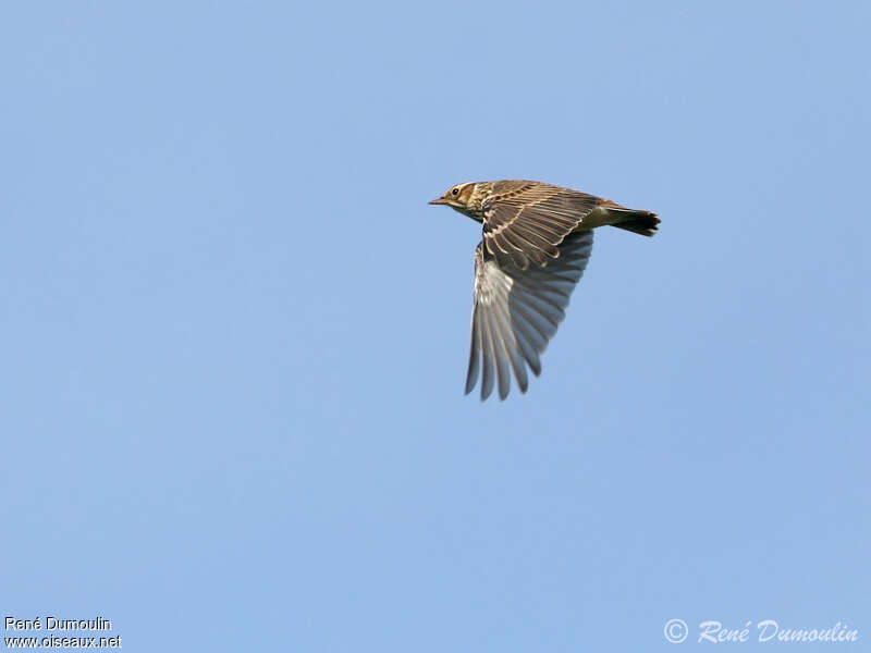 Woodlark, Flight