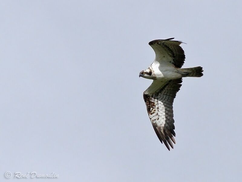 Osprey, Flight