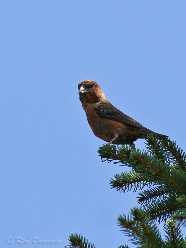 Red Crossbill male adult transition, identification