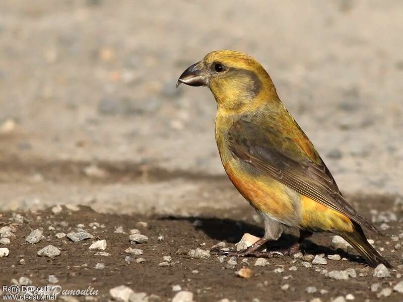 Red Crossbill male Second year, identification