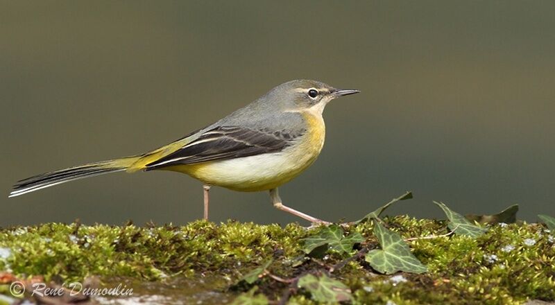 Grey Wagtail female adult, identification
