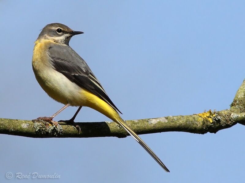 Grey Wagtail male adult, identification