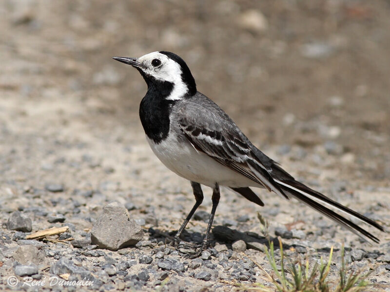 White Wagtail male adult breeding, identification