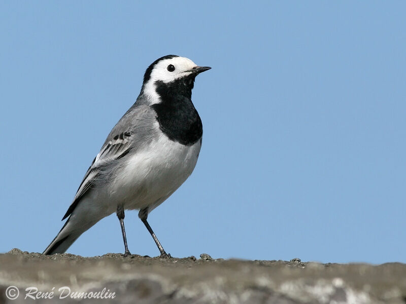 White Wagtail male adult, identification