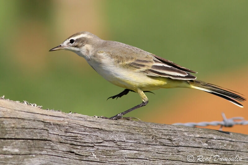 Western Yellow Wagtail female adult, identification