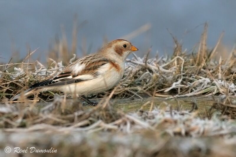 Snow Bunting male adult, identification