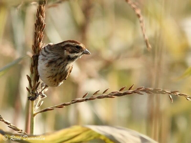 Common Reed Bunting, identification