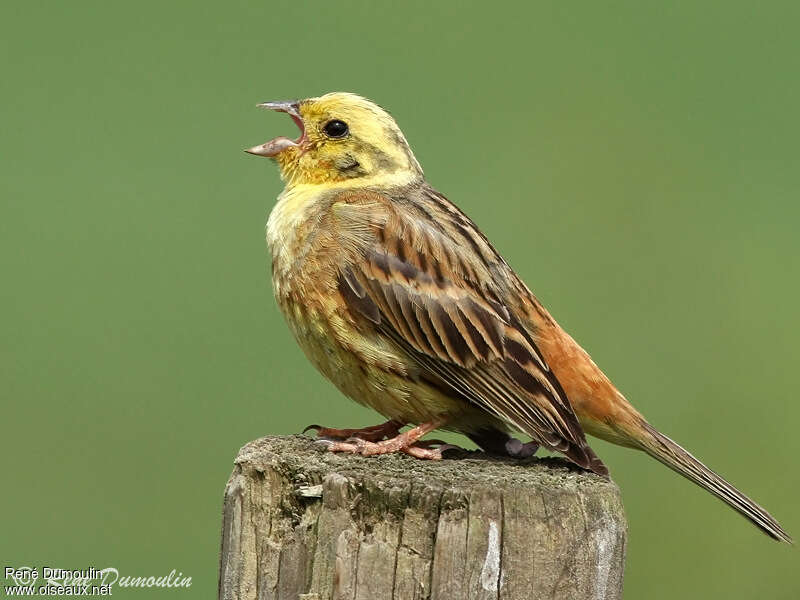 Yellowhammer male adult breeding, song