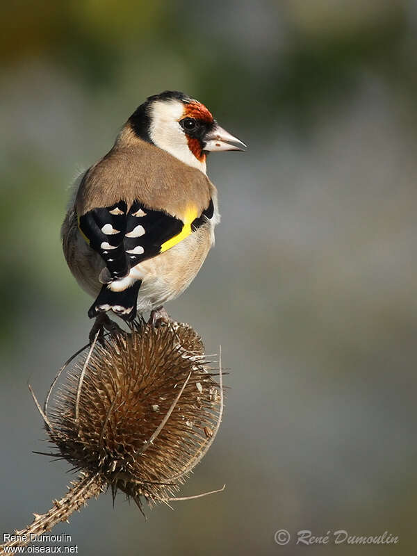 European Goldfinch female adult breeding, feeding habits