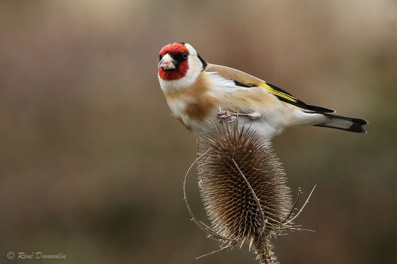 European Goldfinch male adult breeding, identification, eats