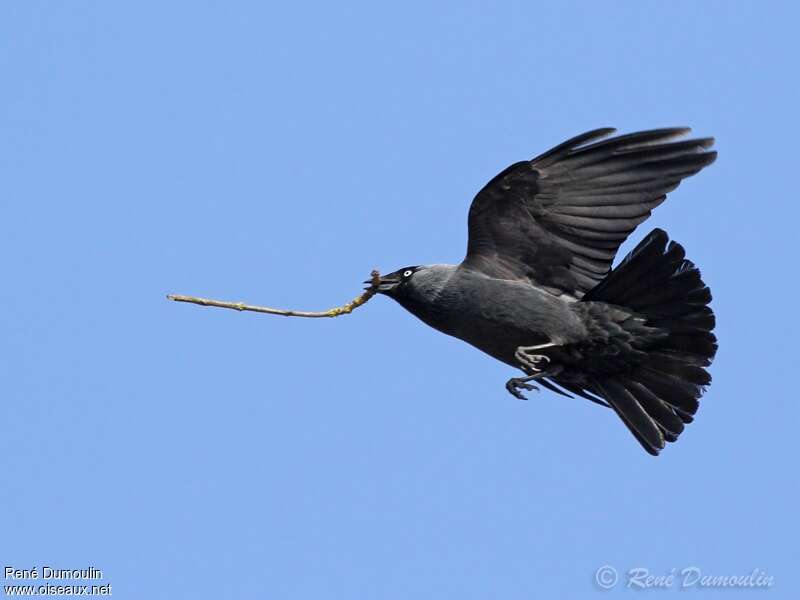 Western Jackdawadult, Flight, Reproduction-nesting, Behaviour
