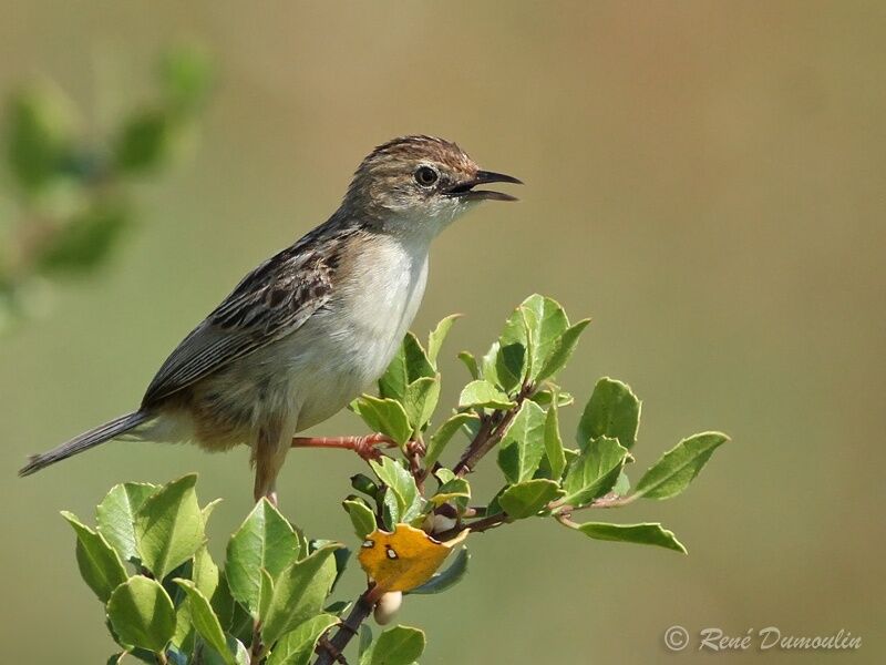 Zitting Cisticola male adult, identification, song
