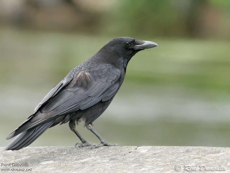 Carrion Crowadult, identification