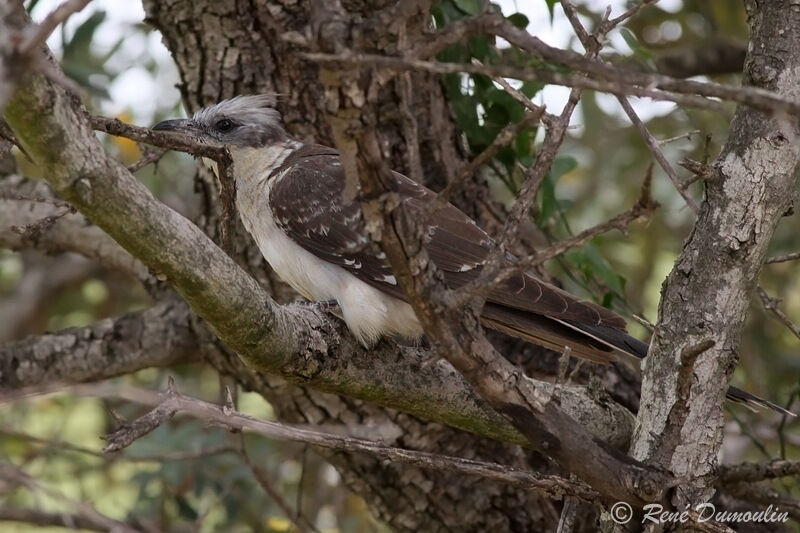 Great Spotted Cuckoo, identification