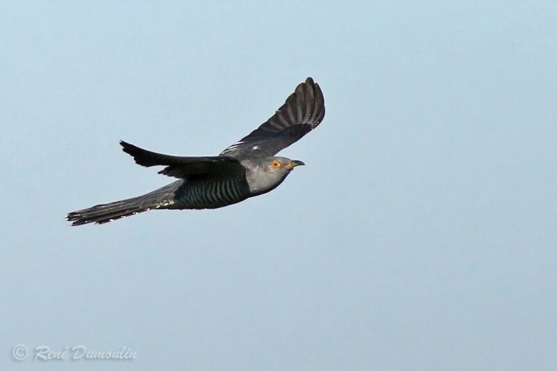 Common Cuckoo male adult breeding, Flight