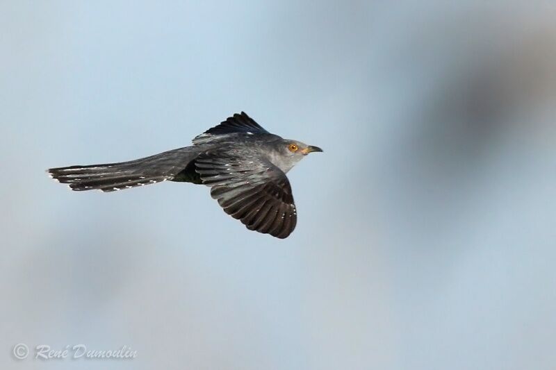 Common Cuckoo male adult breeding, Flight