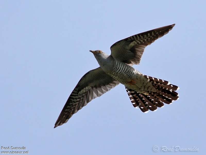 Common Cuckoo male adult, identification, Flight