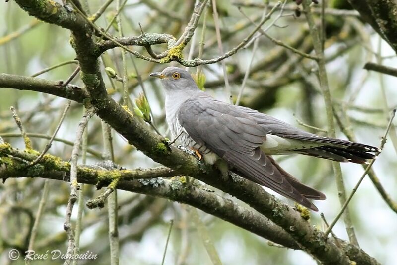 Common Cuckoo male adult, identification