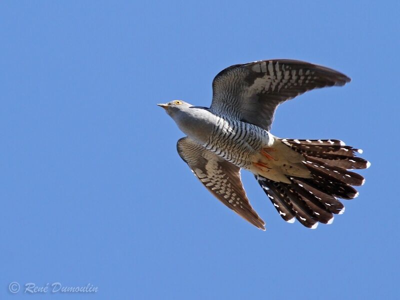 Common Cuckoo male adult, Flight