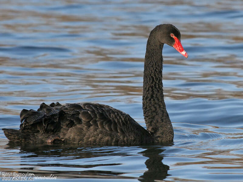 Black Swanadult, identification