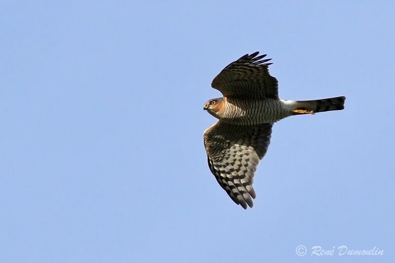 Eurasian Sparrowhawk male adult, Flight