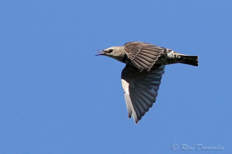 Common Starlingjuvenile, Flight