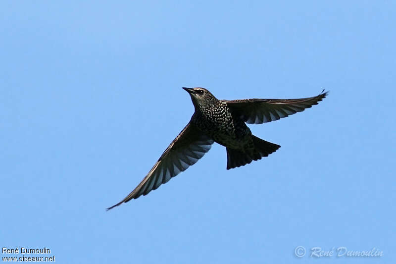 Common Starlingadult post breeding, Flight