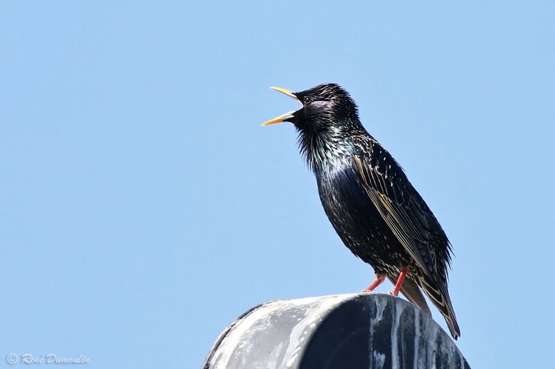 Common Starling male adult breeding, identification, song