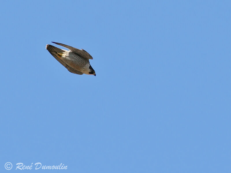 Peregrine Falcon female adult, identification, Flight, Behaviour