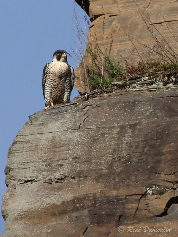 Peregrine Falcon male adult, identification