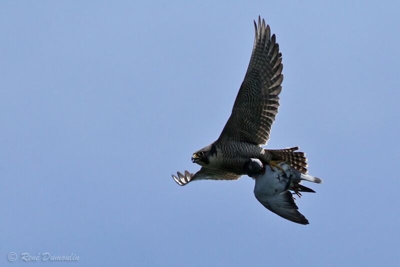 Peregrine Falcon female adult, identification, Flight, fishing/hunting
