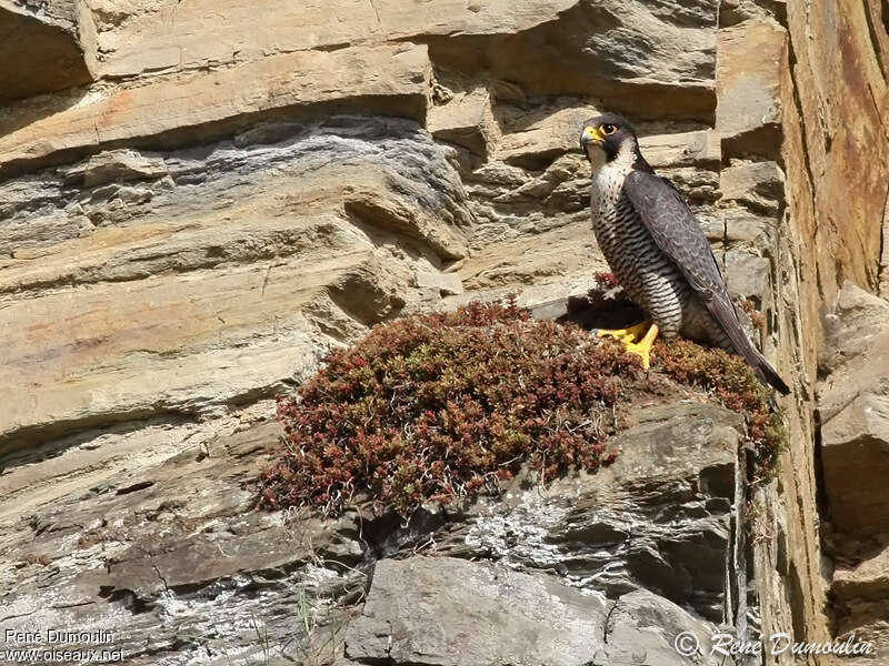 Peregrine Falcon male adult breeding, habitat