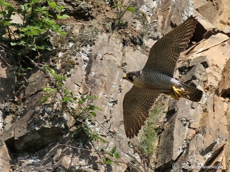 Peregrine Falcon female adult, identification, Flight, feeding habits