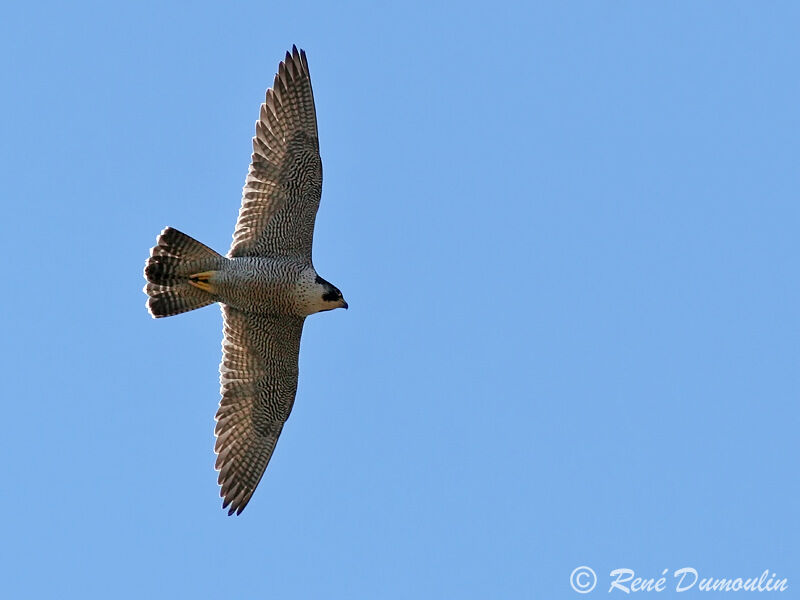 Peregrine Falcon female adult, Flight
