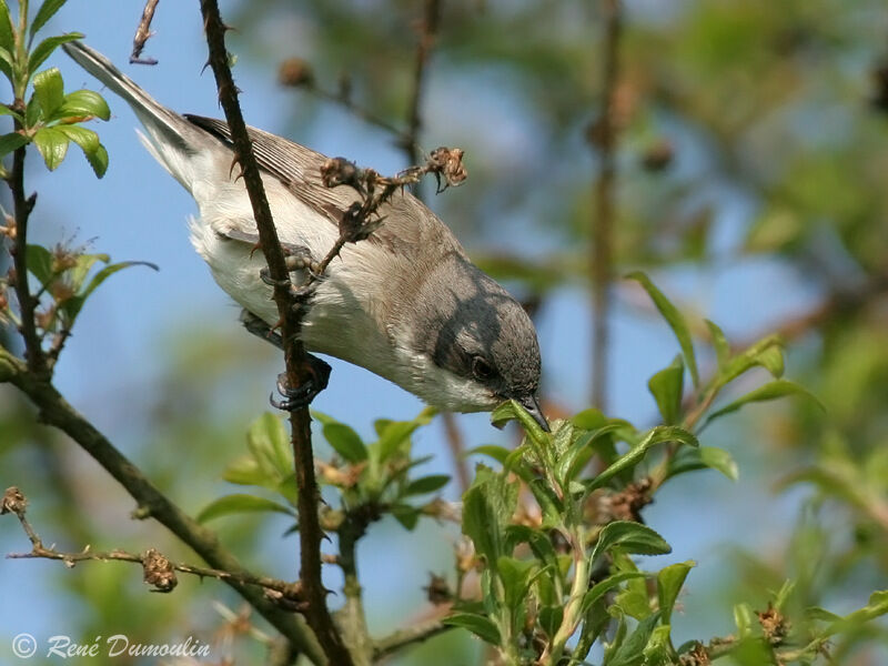 Lesser Whitethroat male adult, identification, feeding habits, Behaviour