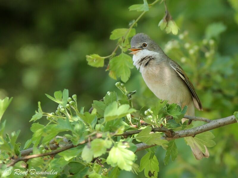 Common Whitethroat male adult breeding, identification, song