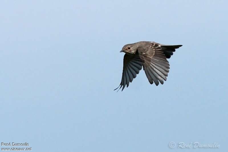 Spotted Flycatcher, Flight