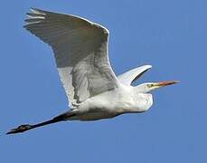 Great Egret