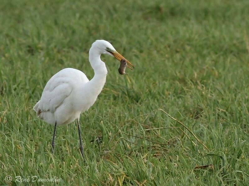 Great Egret, identification, feeding habits