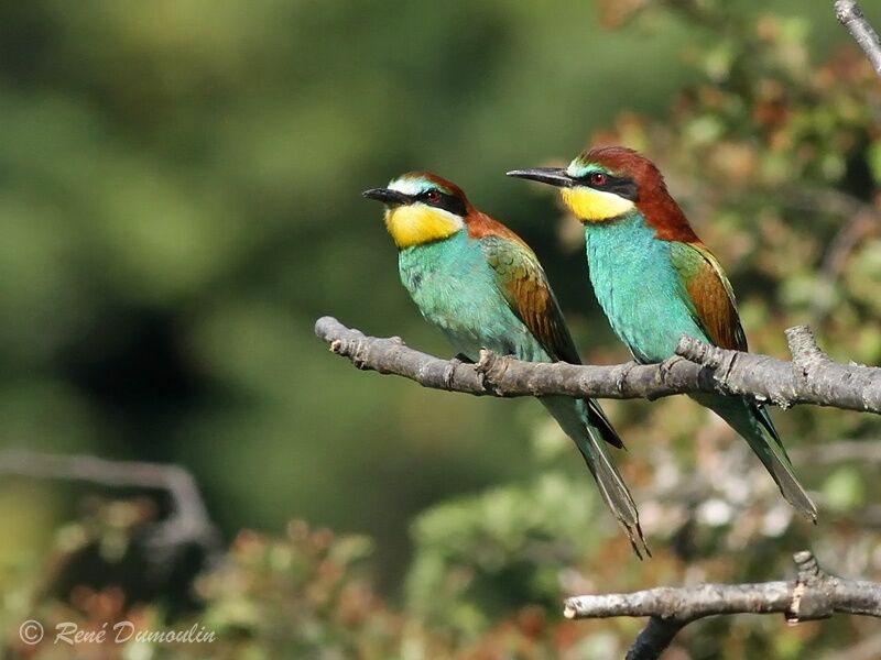 European Bee-eater adult, identification