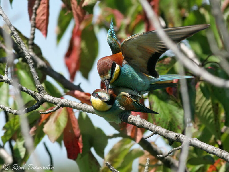 European Bee-eater adult