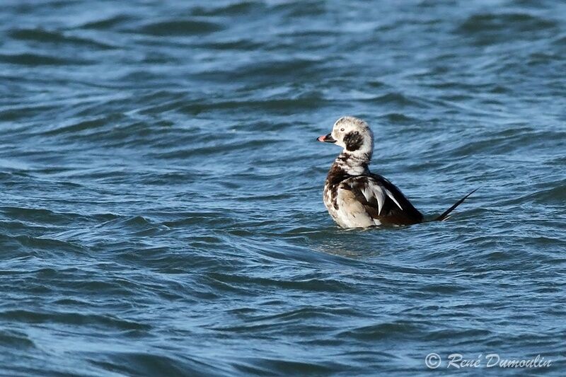 Long-tailed Duck male immature, identification, Behaviour