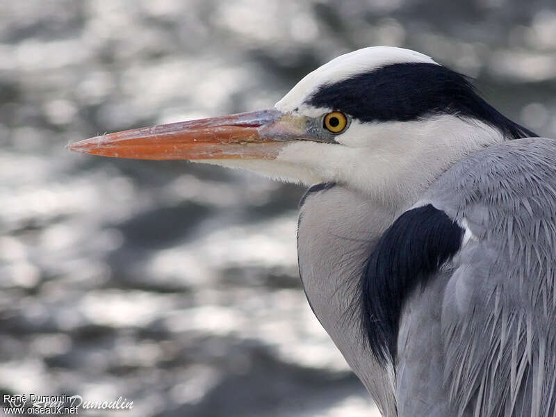 Grey Heron male adult, close-up portrait