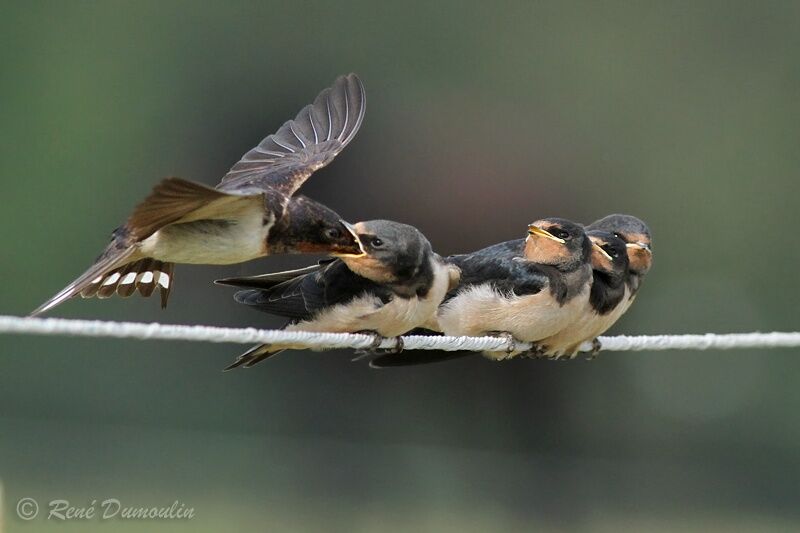 Barn Swallow, identification