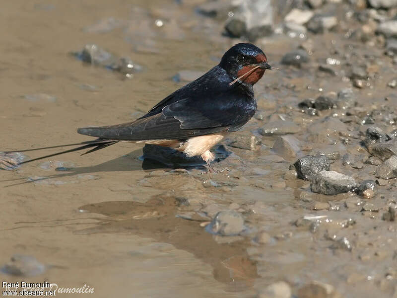 Barn Swallow male adult, identification, Reproduction-nesting, Behaviour