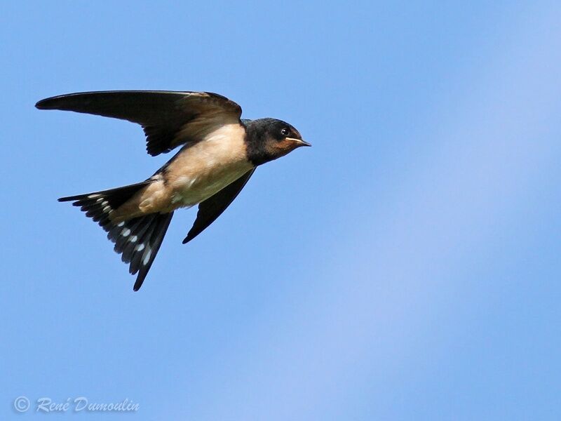 Barn Swallowjuvenile, Flight